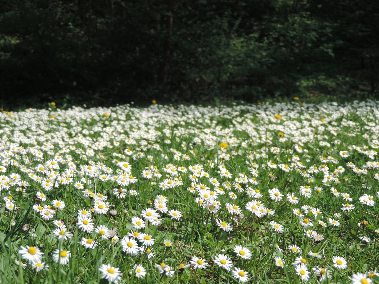 Daisies field