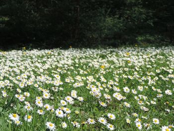 White flowers blooming in field