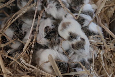Group of newly born russian hamsters