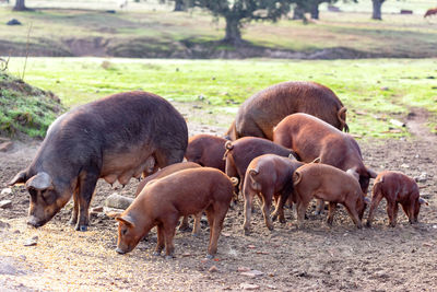 Sheep grazing on field