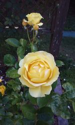 Close-up of yellow rose