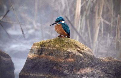 Close-up of bird perching on rock