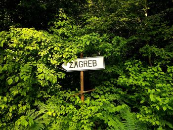 Road sign by trees