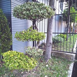 Plants growing outside house