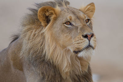 Close-up of cat looking away