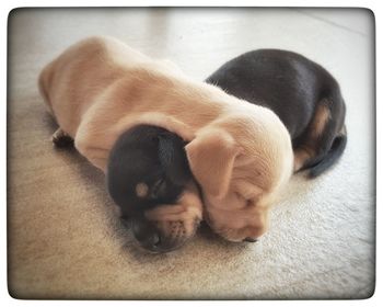 Close-up of dog sleeping