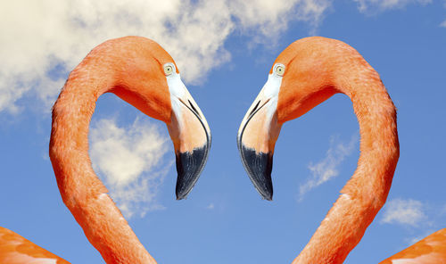 Caribbean flamingo latin name phoenicopterus ruber