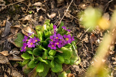 Close-up of purple flowering plants on field