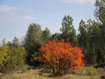 Trees on field