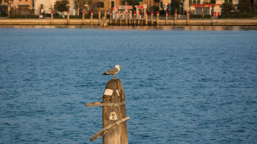 Seagull perching on wooden post in sea