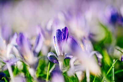 Close-up of purple flowering plant