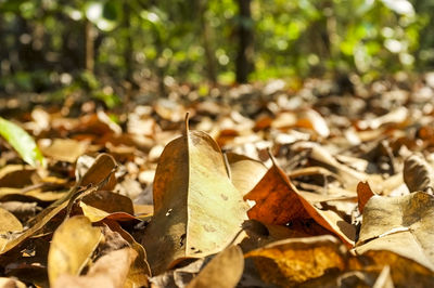 Close-up of fallen maple leaves