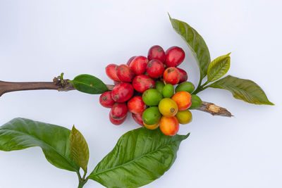 Directly above shot of cherries and leaves against white background