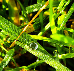 Close-up of raindrops on grass