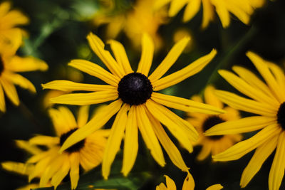 Close-up of yellow flower