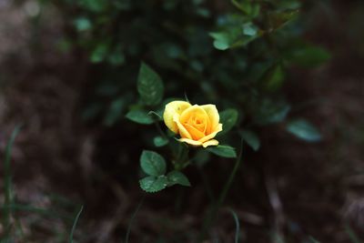 Close-up of rose plant