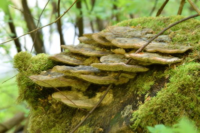 Close-up of lizard on tree