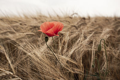 Close-up of red poppy flower on field