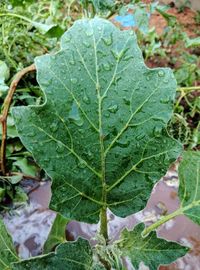 Close-up of wet leaves