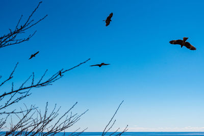 Low angle view of birds flying in sky