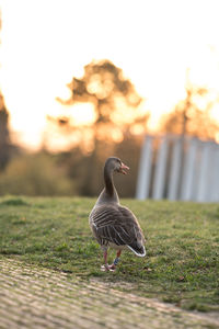 Goose on a field