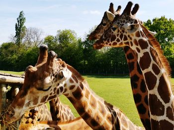 Giraffe in zoo