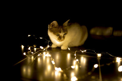 Close-up of cat by illuminated string lights in darkroom