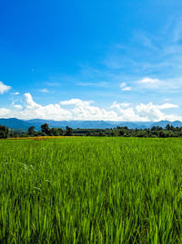 Scenic view of agricultural field against sky