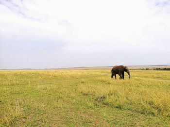 Elephant in a field