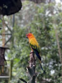 Close-up of bird perching on branch