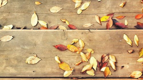 Close-up of wooden plank