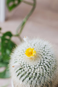 Close-up of white cactus flower