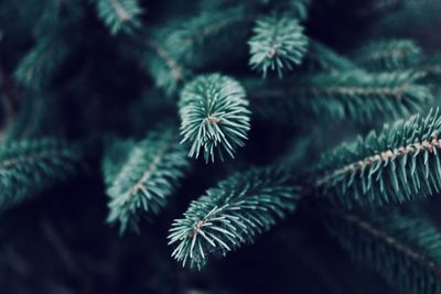 Close-up of pine tree leaves