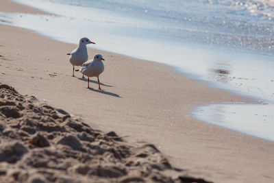 High angle view of seagull on beach