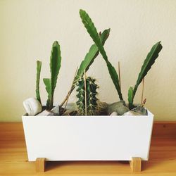 High angle view of potted cactus plants on floorboard against wall