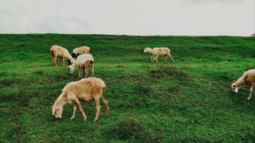 Sheep grazing on field