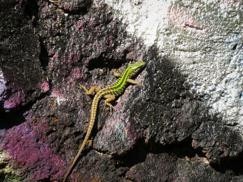 Close-up of lizard on rock