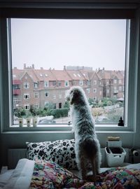 Cat standing in balcony