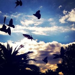 Low angle view of bird flying against cloudy sky