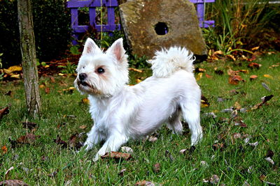 White dog in field