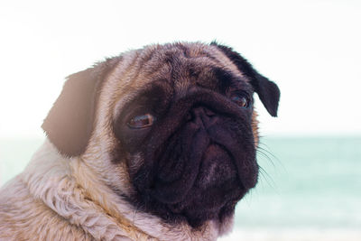 Close-up portrait of a dog