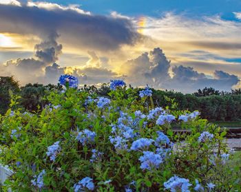 Flowers blooming on tree against sky