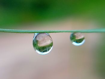 Close-up of water drops on plant