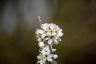 Close-up of white flowering plant