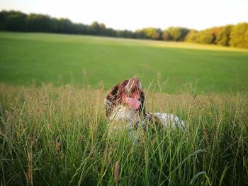 View of a dog on field