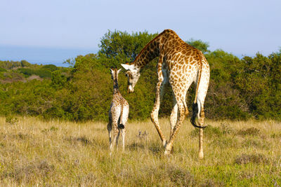 Zebras on field against sky