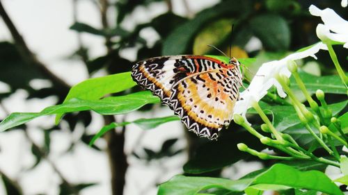 Close-up of butterfly pollinating flower