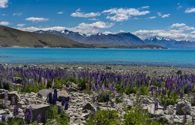 Scenic view of flowering plants by mountains against sky