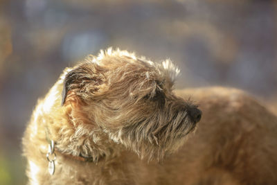 Close-up of dog outdoors