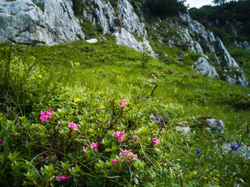 Scenic view of flowering plants on rocks